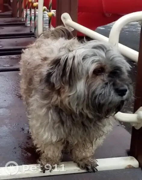 Пропал собака, 26, Старый Оскол - машет передними лапами - photo