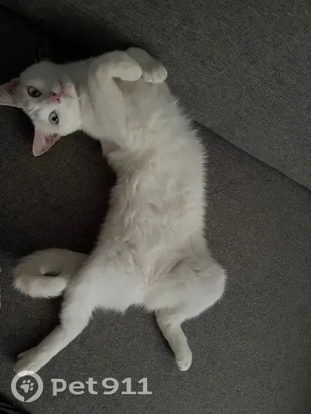 Пропал кот, улица Серова, 470/3, Ставрополь - белый с разноцветными глазами - photo