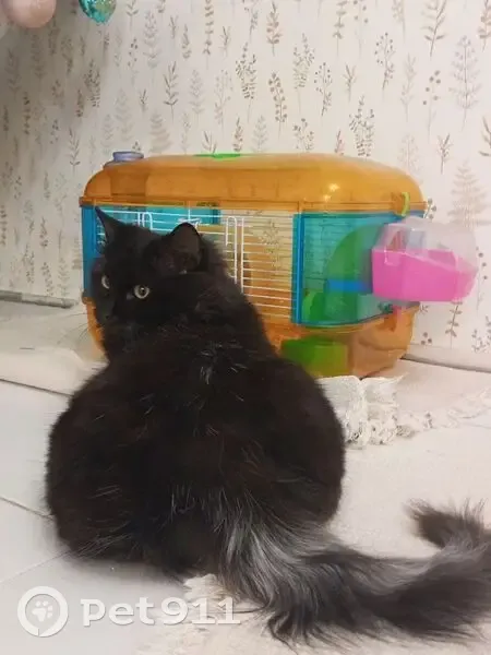 Пропал кот, улица Островского, 8, Анапа - чёрно-коричневый, коренастый - photo