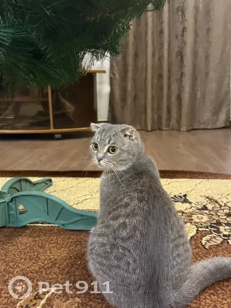 Пропала кошка, проспект Богдана Хмельницкого, 114, Белгород - на ней коричневый ошейник - photo