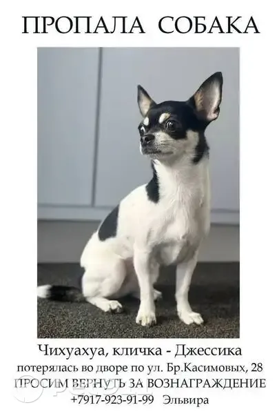 Пропала собака, улица Братьев Касимовых, 28, Казань - чёрно-белая чихуахуа - photo