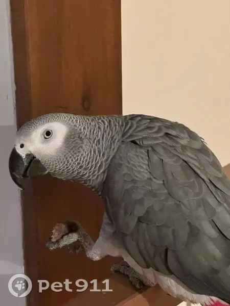 Пропал птица, 6-я Тарховская улица, 7, Сестрорецк - photo