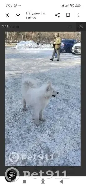 Пропала собака, Белорецк, Башкортостан - белый окрас, знает команды - photo