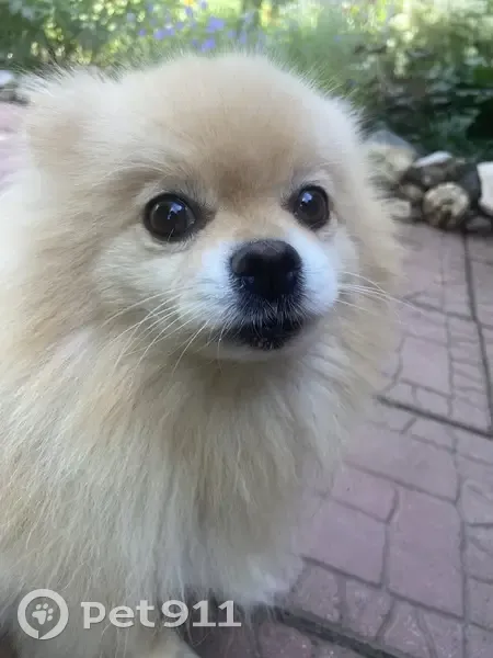 Пропал собака, улица Берег реки Цны, Вышний Волочёк - photo