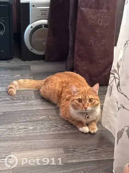 Пропала кошка, улица 50 лет СССР, 45, Барнаул - рыжий окрас, белая грудка - photo