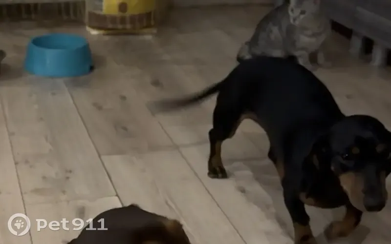 Пропала собака, улица Венеры Павленко, 135, Кореновск - маленькая чёрная такса, отзывается на кличку Микки - photo