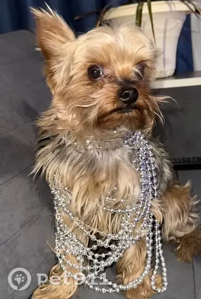 Пропала собака, улица маршала Рокоссовского, 11, Чита - серо-золотой окрас - photo