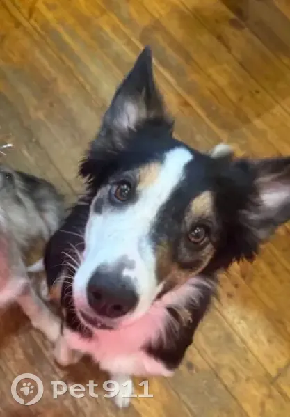 Пропала собака, женский пол, улица Матросова, 14, Чебаркуль - чёрный триколор - photo