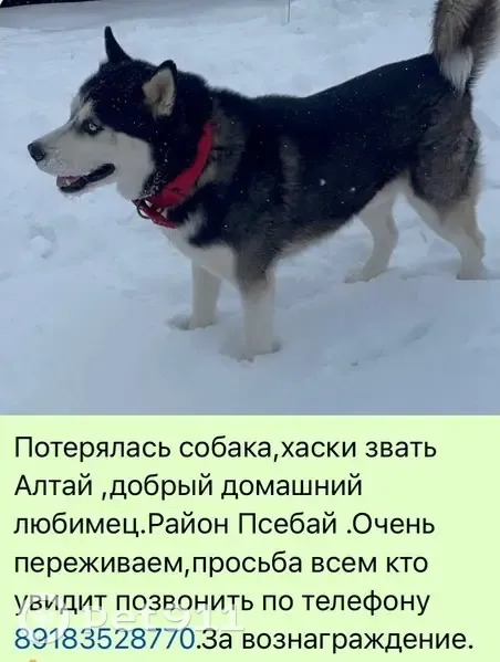 Пропал собака, Псебай, Краснодарский край - хаски, чёрно-белый окрас - photo