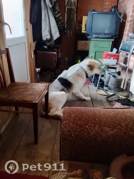 Пропал собака, Серпухов, Московская область - белый с чёрными и рыжими пятнами - photo