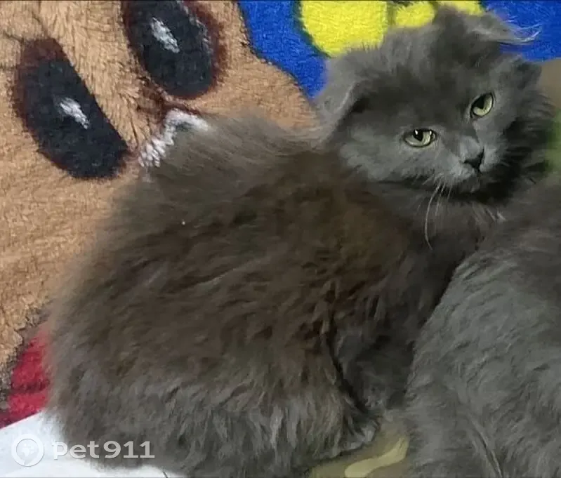 Пропал кот, Фонталовская, Старотитаровская - окрас серый и светло-коричневый - photo