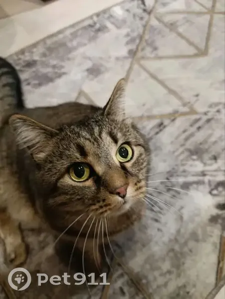 Пропала кошка, трасса п. Реполово, Ханты-Мансийский район - Васька, 5 лет - photo