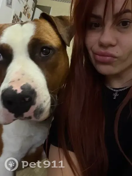 Пропал собака, мужской, улица Кирова, 61, Туапсе - рыжий с белыми пятнами - photo