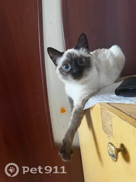 Пропала кошка, Ленинградская улица, Вологда - сиамская, голубые глаза - photo