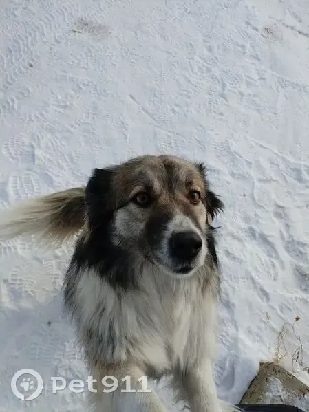 Пропала собака, СНТ Радуга-2, Марковское - женская, очень пушистый хвост - photo