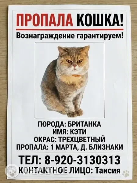 Пропала кошка, Близнаки, Смоленская область - британская трёхцветная - photo