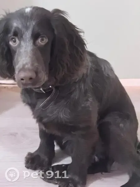 Пропал собака, 37Н-2314, Даньково, Щучье - спаниель шоколадного цвета - photo