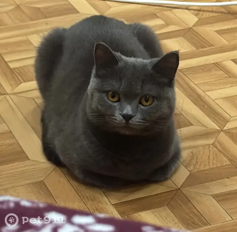 Пропала кошка, Камызяк — Кировский, Затон - серая породистая, в фиолетовом ошейнике - photo