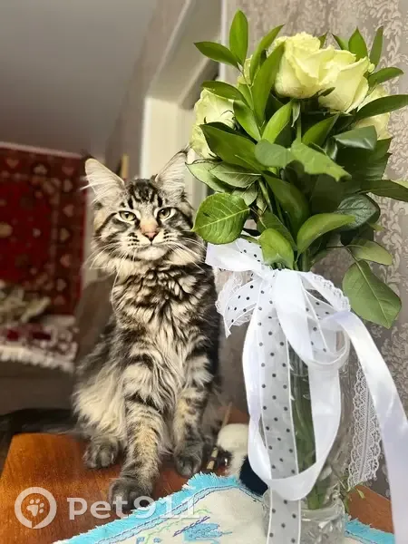 Пропала кошка, улица Богородского, Нижний Новгород - порода Мейн Кун, черепаховый окрас - photo