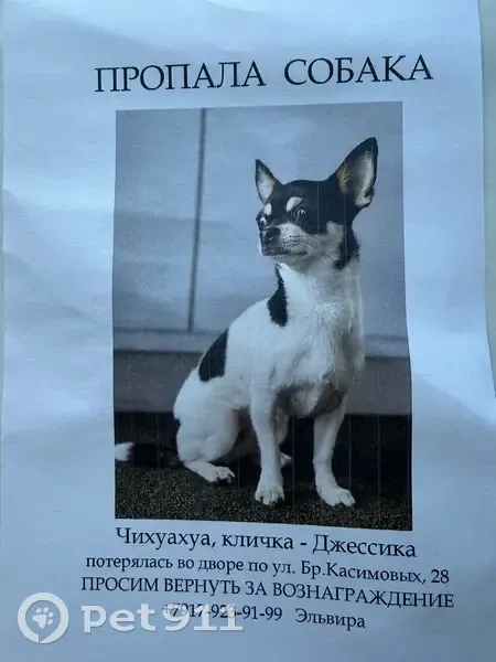 Пропала собака, улица Братьев Касимовых, Казань - чихуахуа черно-белого окраса - photo