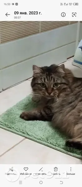 Пропала кошка, улица Жуковского, 20, Луховицы - зелёные глаза, очень пушистая - photo