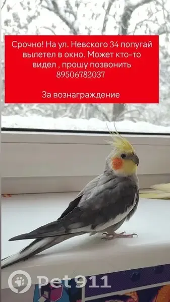 Пропал птица, улица Александра Невского, Калининград - вылетел в окно - photo