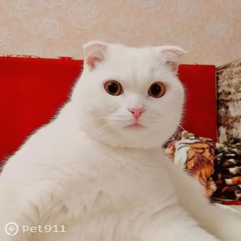 Пропал кот, Ершов, Саратовская область - вислоухий, белый с жёлтыми глазами - photo