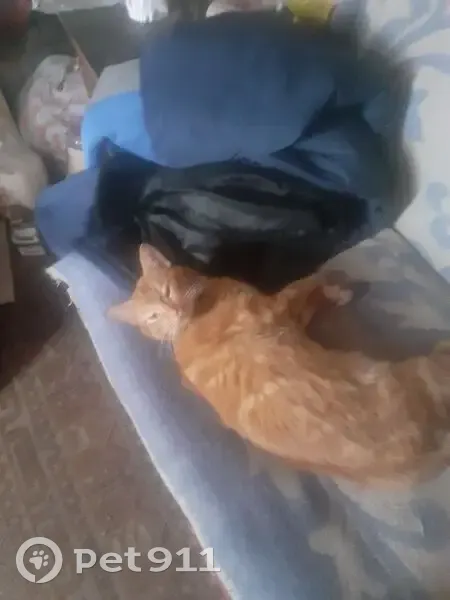 Пропал кот, 66Н-1504, Екимовичи - красная бабочка, рубцы на голове - photo