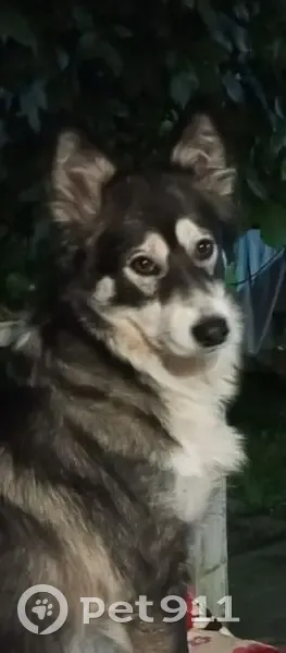 Пропала собака, Пушкино, Московская область - зональный окрас, пугливая - photo