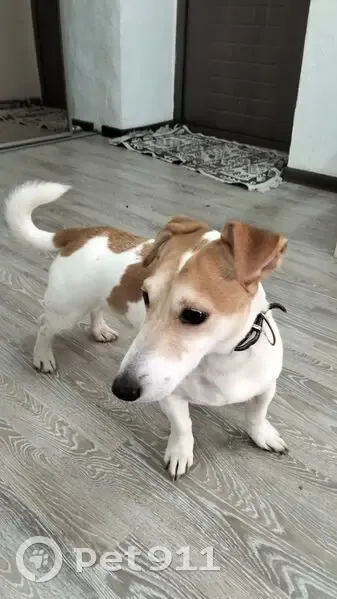 Найден собака, мужской, улица Фадеева, 35, Волгоград - photo