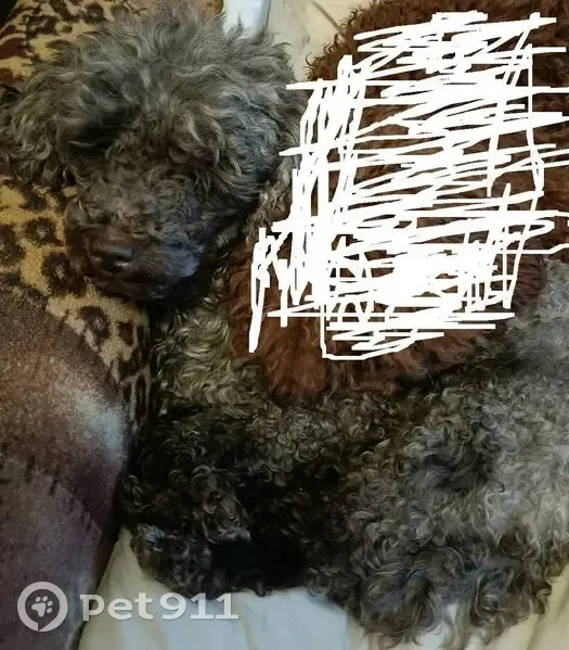 Пропала собака, проспект Луначарского, 58 к3, Санкт-Петербург - пудель темно-серого окраса - photo