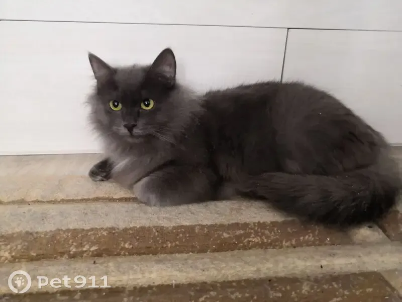 Найден котёнок, улица И.П. Прокопьева, 11, Чебоксары - дымчатый с жёлтыми глазами - photo