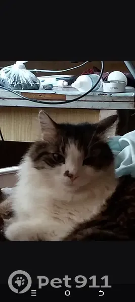 Пропал кот, улица Руднева, 41, Хабаровск - база КАФ - photo