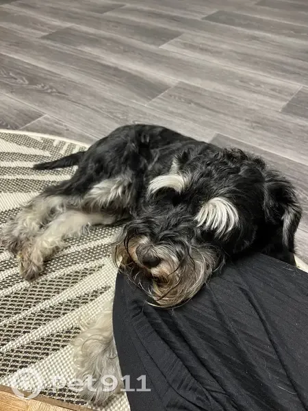 Пропал собака, Ромоданово, Мордовия - откликается на Ричард - photo