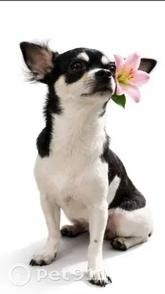 Пропала собака, улица Братьев Касимовых, 28, Казань - photo