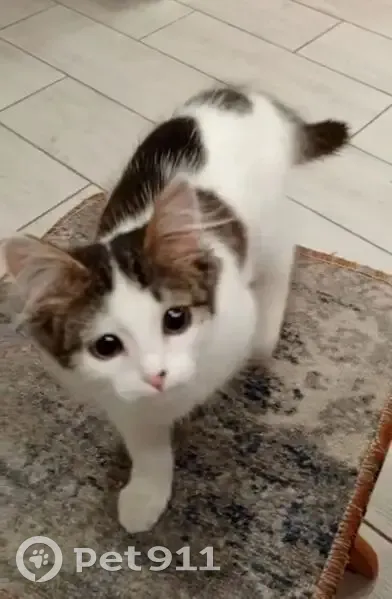 Пропала кошка, 89К-234-47, Старогоряшинское сельское поселение, Краснослободское - беленькая с тёмными пятнами - photo