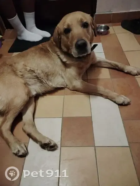 Найден собака, Владимир, Владимирская область - ухоженный, команды знает - photo