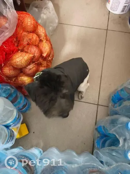 Найдена собака, Волгоград, парк Юбилейный - предположительно керн-терьер - photo