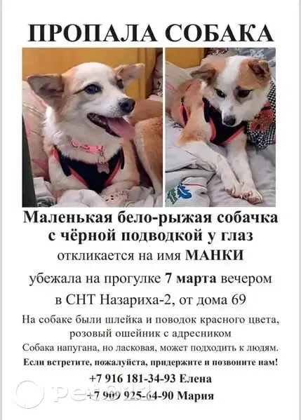 Пропала собака, Московская область, Солнечногорск - бело-рыжая с черной подводкой - photo