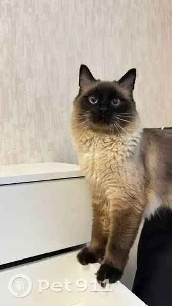 Пропал кот, Пыть-Ях - photo