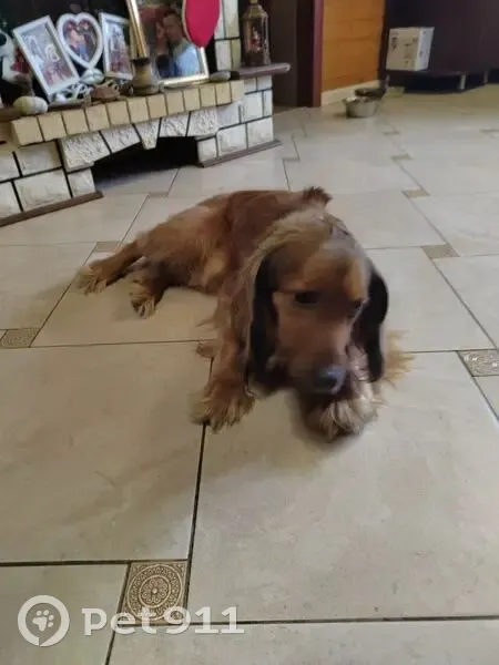 Найден собака, Ситовка, Липецкая область - рыжий, спокойный и ласковый - photo