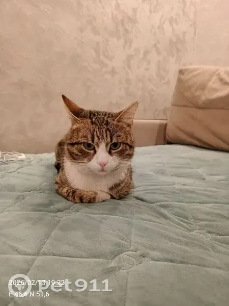 Пропал кот, посёлок Затон, Саратов - photo