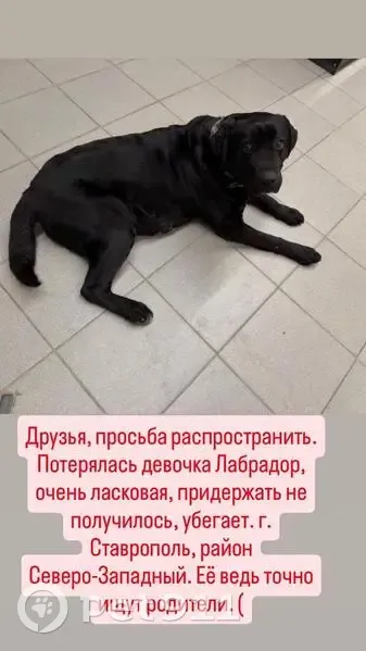 Найдена собака, Октябрьская улица, 176, Ставрополь - чёрный лабрадор - photo