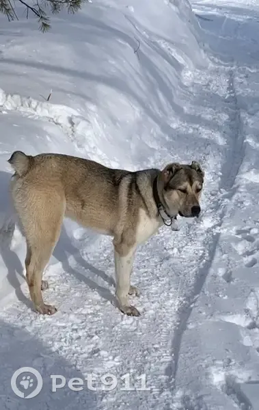 Найден собака, проспект Дзержинского, Новосибирск - алабай, ухоженный, темно-зеленый ошейник - photo