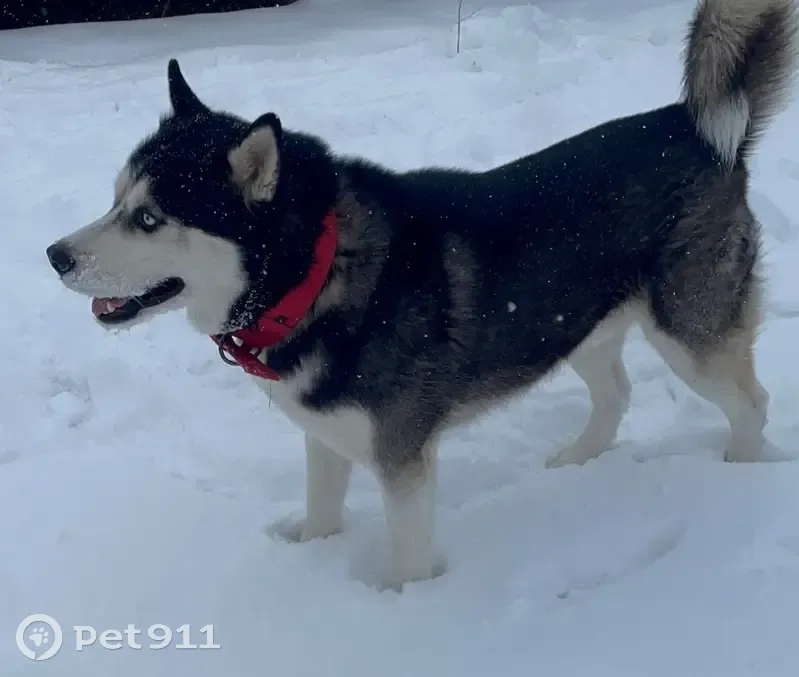 Пропал собака, Псебайское городское поселение, Краснодарский край - хаски с красным ошейником - photo