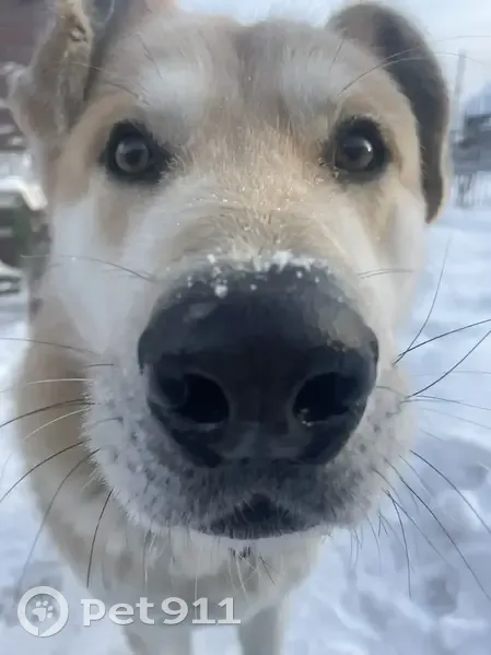 Пропал собака, Иртышский - photo