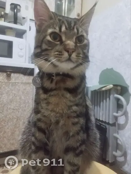 Пропал кот, улица Челюскинцев, 8, Кимры - на шее ошейник черного цвета - photo