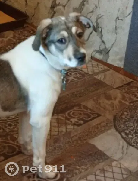 Пропал собака, 2-я улица Красной Звезды, 130, Омск - гладкошёрстный добрый трусливый - photo