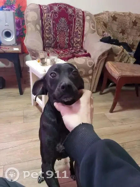 Пропал собака, Куйбышев, Новосибирская область - чёрная с белой грудкой - photo