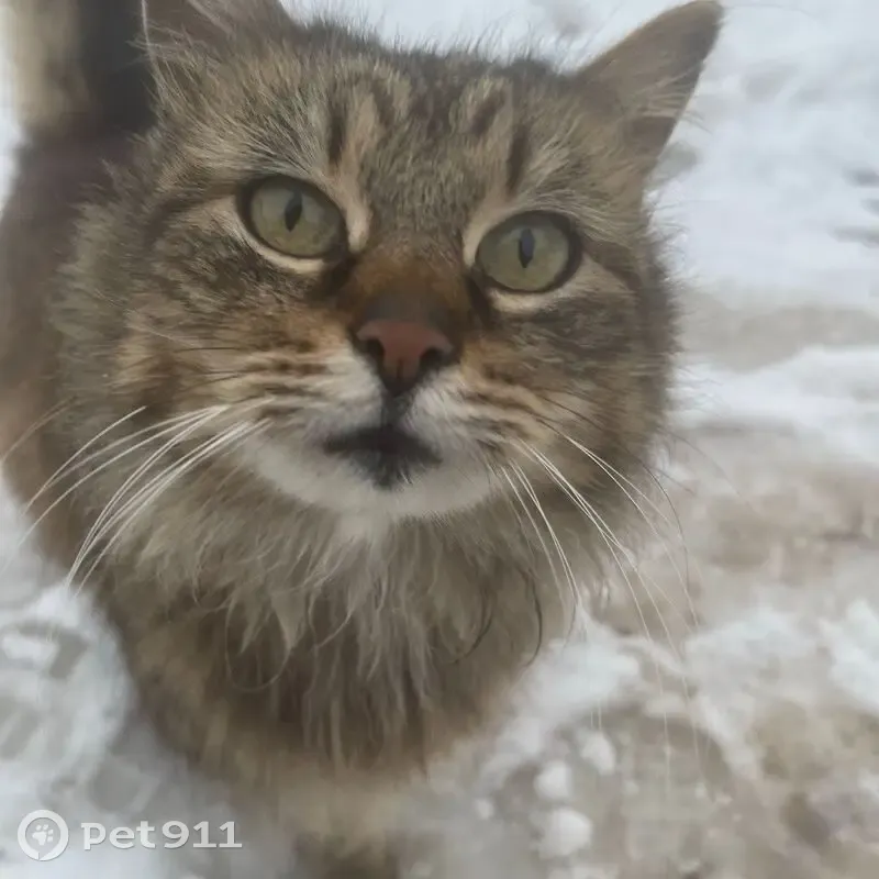 Пропала кошка, Фермское шоссе, Санкт-Петербург - пушистая полосатая - photo